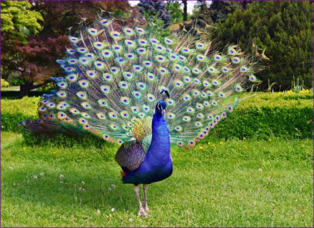 H-269 Pavo Real